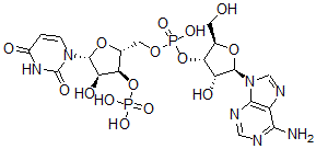 CAS#: 1985-21-3， Adenylyl-(3'-5')-Uridine 3'-Monophosphate