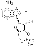 CAS#: 50816-76-7， (4aR,6R,7R,7aS)-6-[6-Amino(8-<Sup>3</Sup>H)-9H-Purin-9-Yl]Tetrahydro-4H-Furo[3,2-d][1,3,2]Dioxaphosphinine-2,7-Diol 2-Oxide
