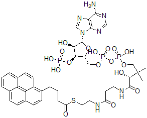 CAS#: 81923-89-9， 1-Pyrenebutyryl-Coenzyme A