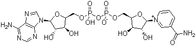 烟酰胺腺嘌呤双核苷酸分子结构 (CAS 53-84-9)