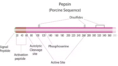 structure of CAS# 9001-75-6, Pepsin;Pepsin A